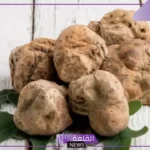 تفسير حلم الفقع للعزباء والمتزوجة في المنام لابن سيرين