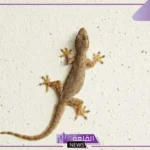تفسير حلم هروب الوزغ في المنام داخل البيت للرجل والمرأة