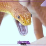 تفسير حلم عضة الثعبان في المنام للرجل والمرأة لابن سيرين