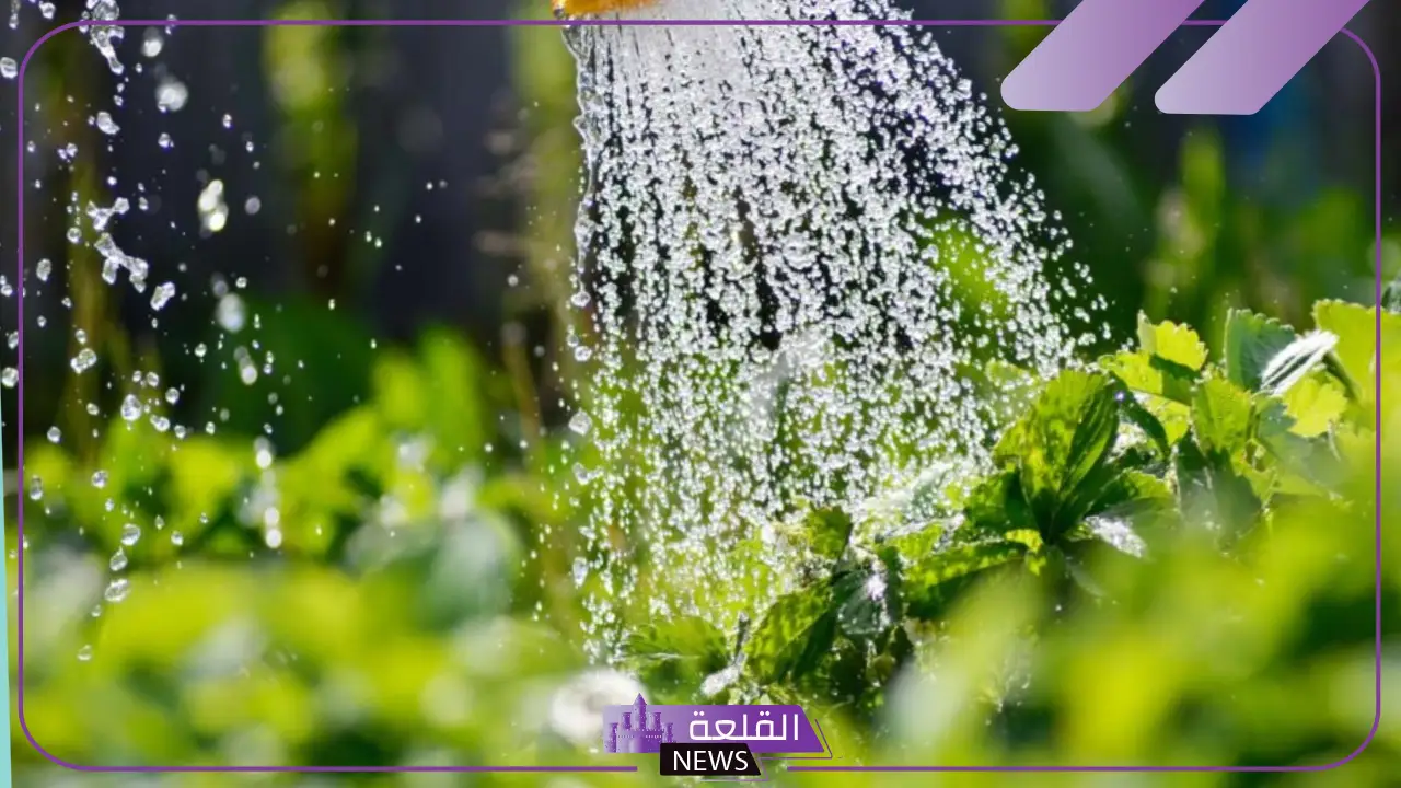 تفسير حلم سقي الزرع في المنام للعزباء والمتزوجة لابن سيرين 5 رؤية سقي الزرع في المنام للعزباء
