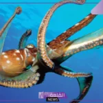 اكبر مجموعة في اللافقاريات.. عدد مجموعات اللافقاريات