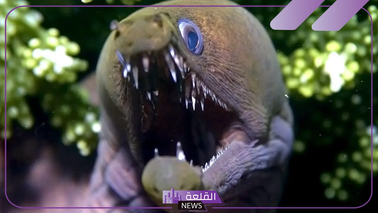 ما هي سمكة الشاقة وأين تعيش؟ معلومات عن السمكة الثعبانية