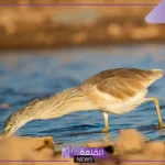 شاهد.. طائر مهاجر يزين براري الحدود الشمالية يظهر في الشمال