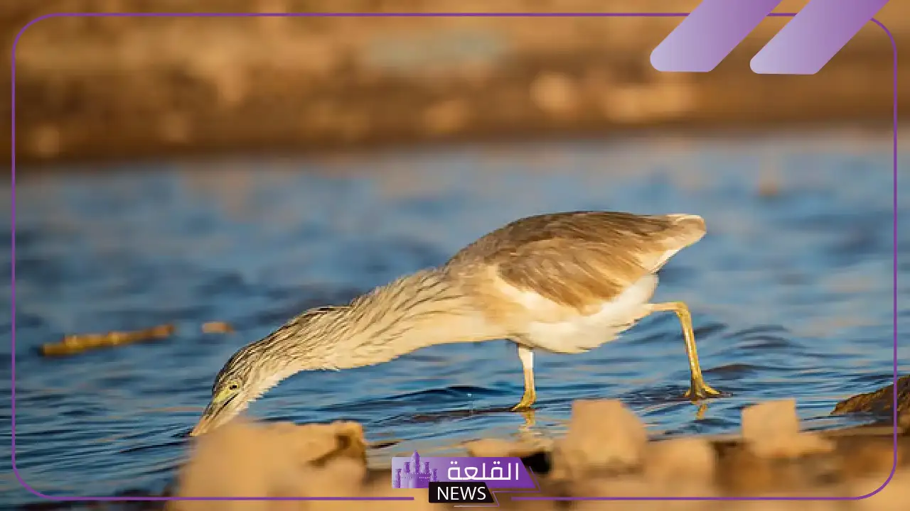 شاهد.. طائر مهاجر يزين براري الحدود الشمالية يظهر في الشمال