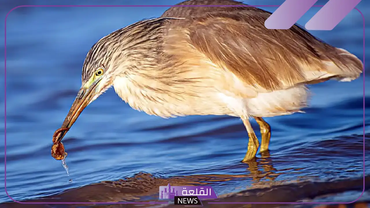شاهد.. طائر مهاجر يزين براري الحدود الشمالية يظهر في الشمال 5 ماذا تعرف عن البلشون الذهبي؟ طائر مهدد يظهر في المملكة