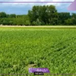 تفسير حلم شراء ارض في المنام كبيرة لابن سيرين والنابلسي
