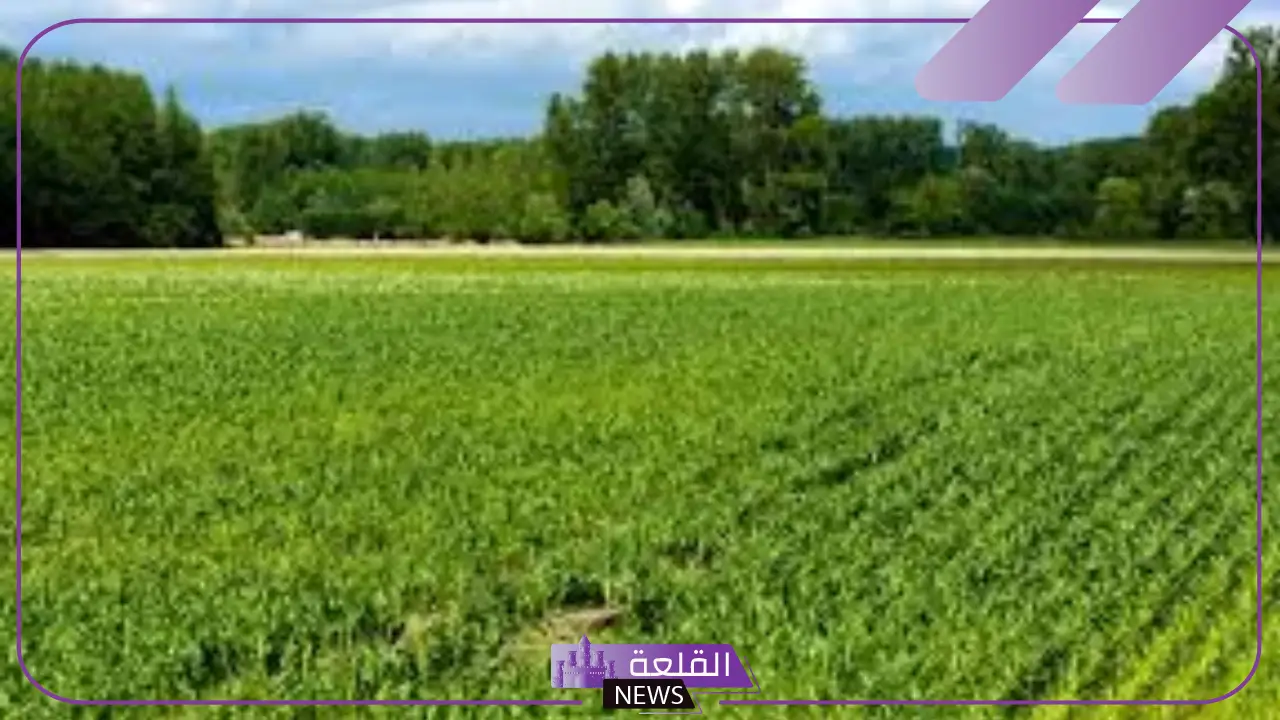 تفسير حلم شراء ارض في المنام كبيرة لابن سيرين والنابلسي