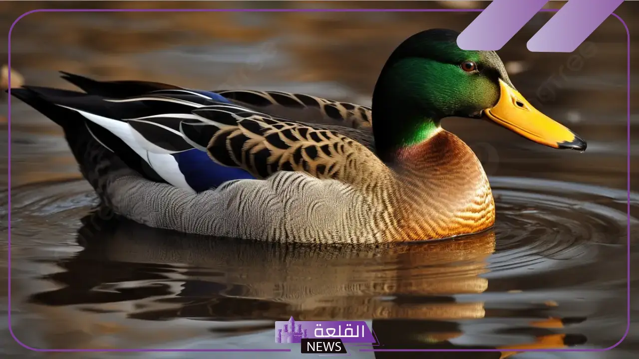 شكل اسنان البطه.. هل يمتلك البط أسنان؟ 5 النظام الغذائي للبط