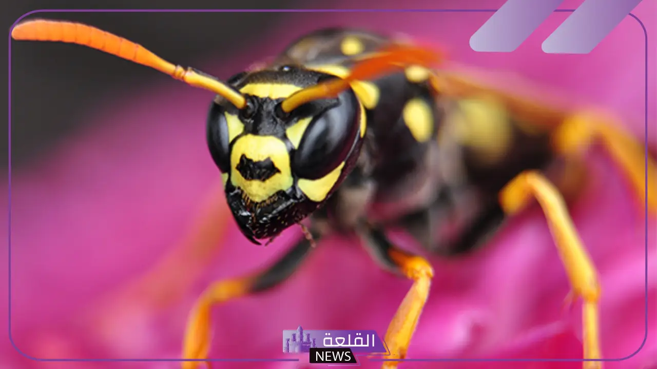 تفسير حلم الدبور في المنام للمرأة المتزوجة والعزباء لابن سيرين 5 رؤية الدبور في المنام للمتزوجة