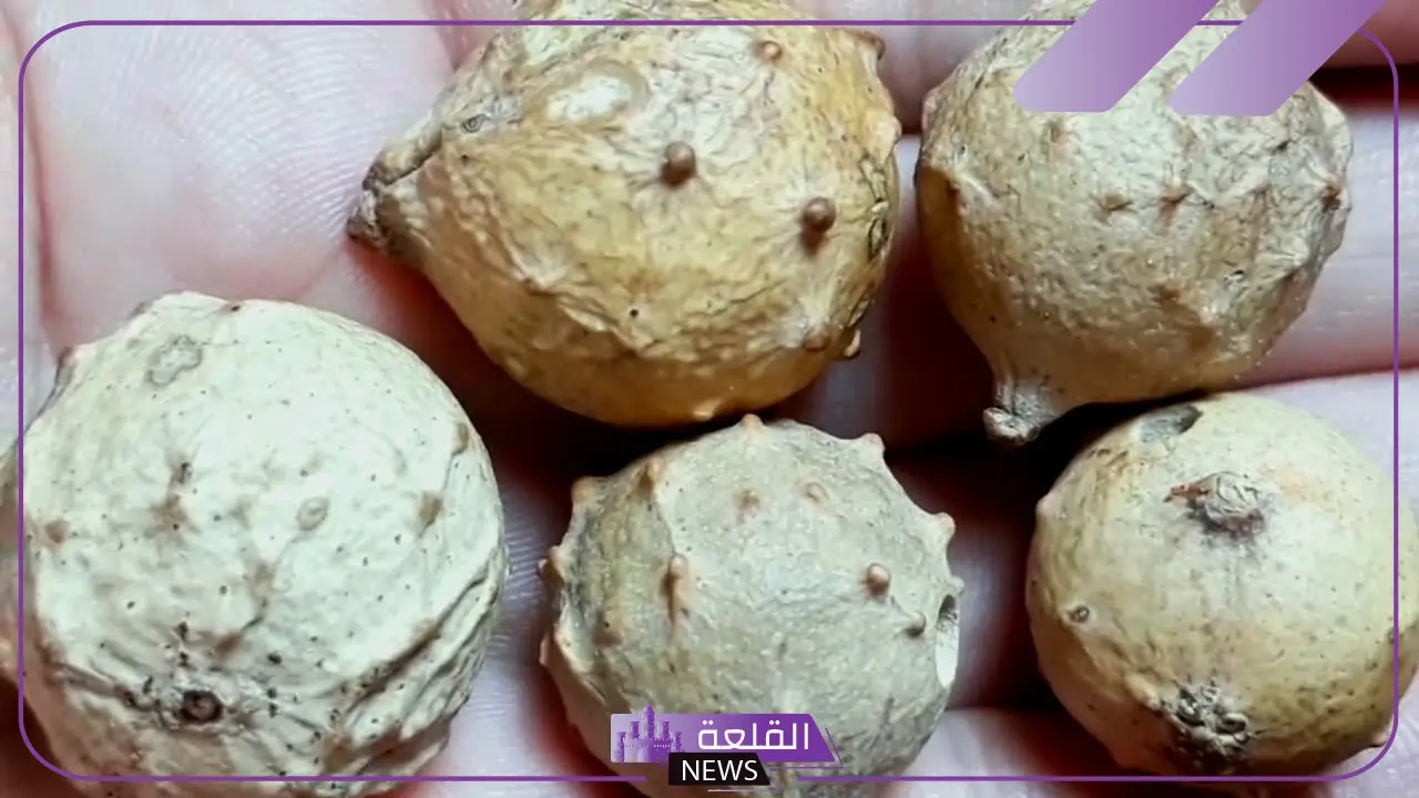 فوائد العفص للشعر جابر القحطاني كاملة وخلطة الشيب