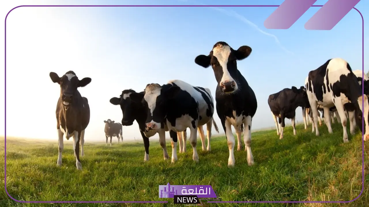 عللي / من أسباب قلة الثروة الحيوانية في وطني 5 رتب نسب أعداد الحيوانات في الوطن العربي تنازليا