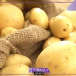 تفسير حلم اكل البطاطس في المنام للعزباء والحامل والمتزوجة لابن سيرين