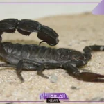 تفسير حلم لدغة العقرب في المنام للمتزوجة والعزباء لابن سيرين
