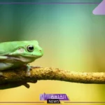 ما هو اسم صوت الضفدع؟ ما أهمية صوت الضفدع في الطبيعة ؟