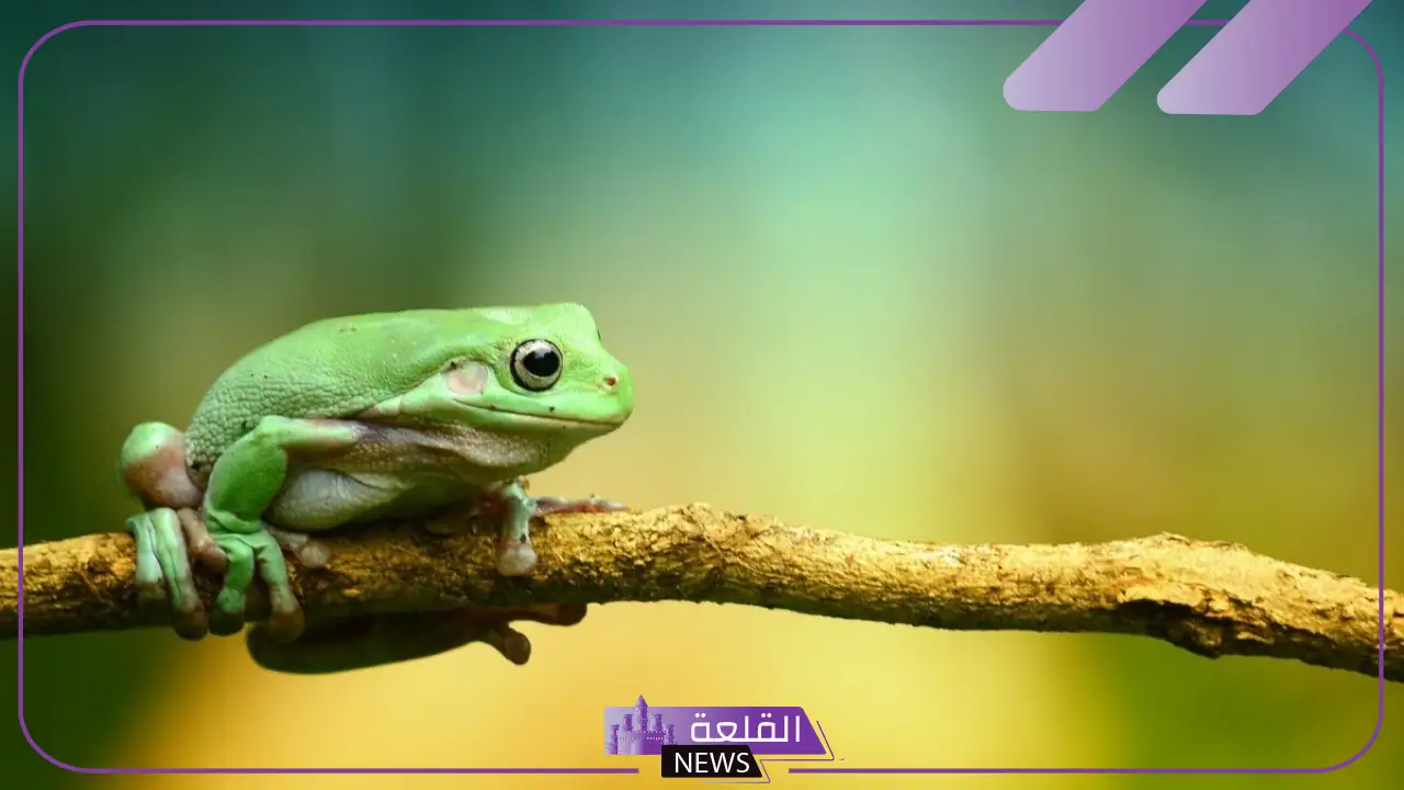 ما هو اسم صوت الضفدع؟ ما أهمية صوت الضفدع في الطبيعة ؟