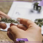 تفسير حلم أكل الحشيش في المنام للرجل والمرأة لابن سيرين