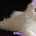 تفسير حلم موت القطة في المنام للعزباء والرجل لابن سيرين