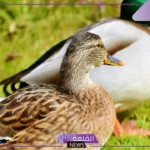 شكل اسنان البطه.. هل يمتلك البط أسنان؟
