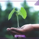 ما هي وظائف اجزاء النبات؟ وظائف الأوراق في النبات