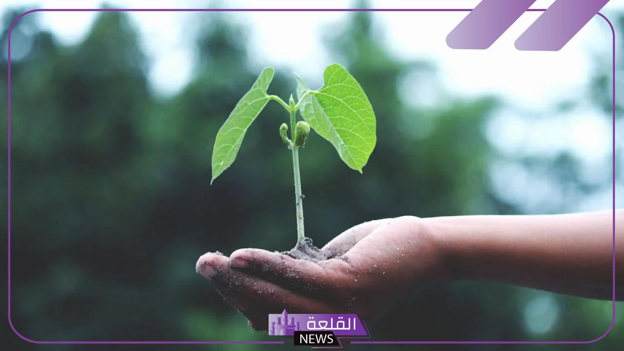 ما هي وظائف اجزاء النبات؟ وظائف الأوراق في النبات 10 ما هي وظائف اجزاء النبات؟ وظائف الأوراق في النبات