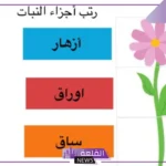 أجزاء النبات ووظائفها للأطفال بالعربي والإنجليزي