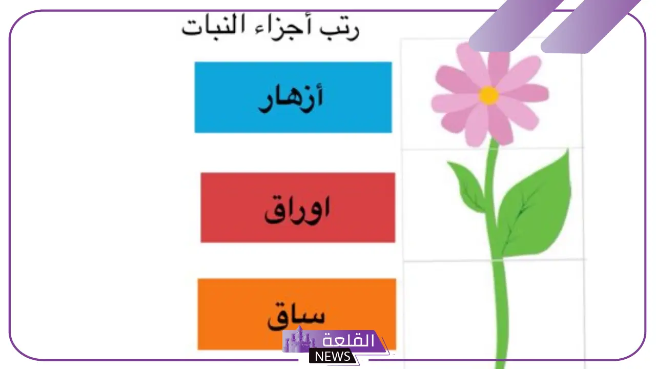 أجزاء النبات ووظائفها للأطفال بالعربي والإنجليزي