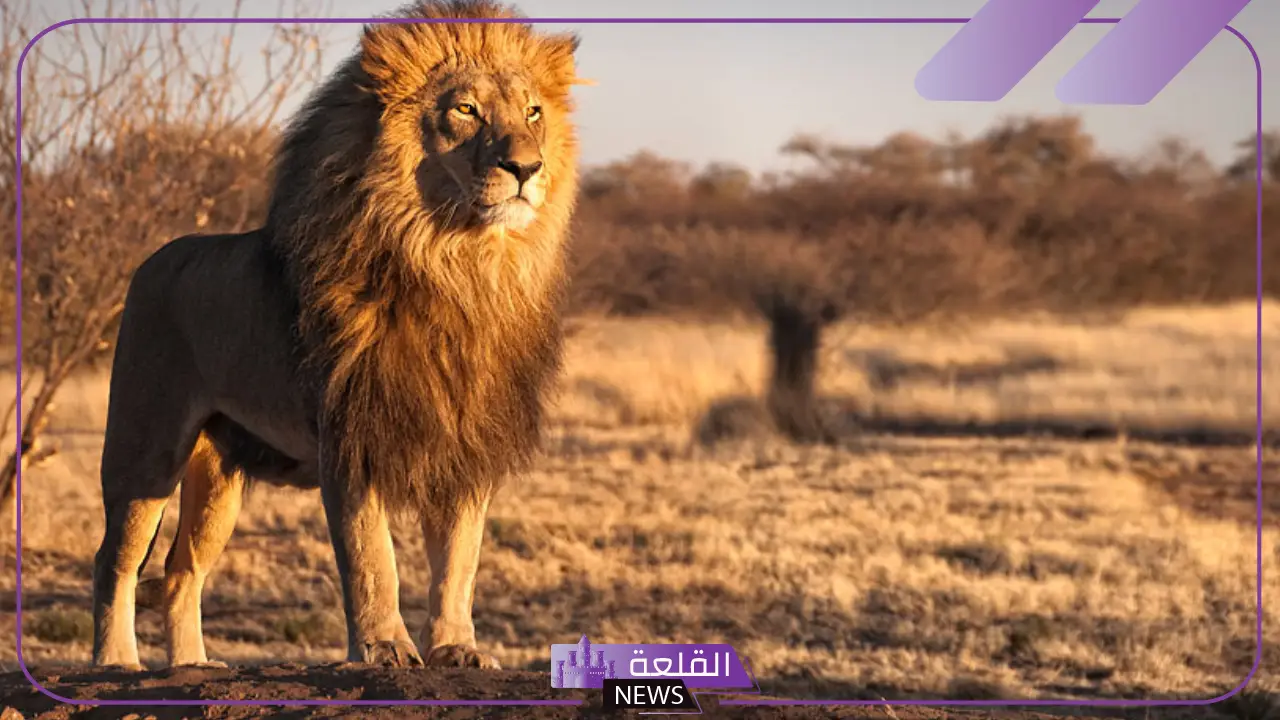 هل الليث حيوان؟ صفات الليث وسلوكه في الغابة 5 الليث حيوان
