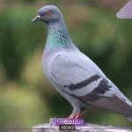 صوت الحمام يسمى: لماذا يصدر الحمام صوتا؟
