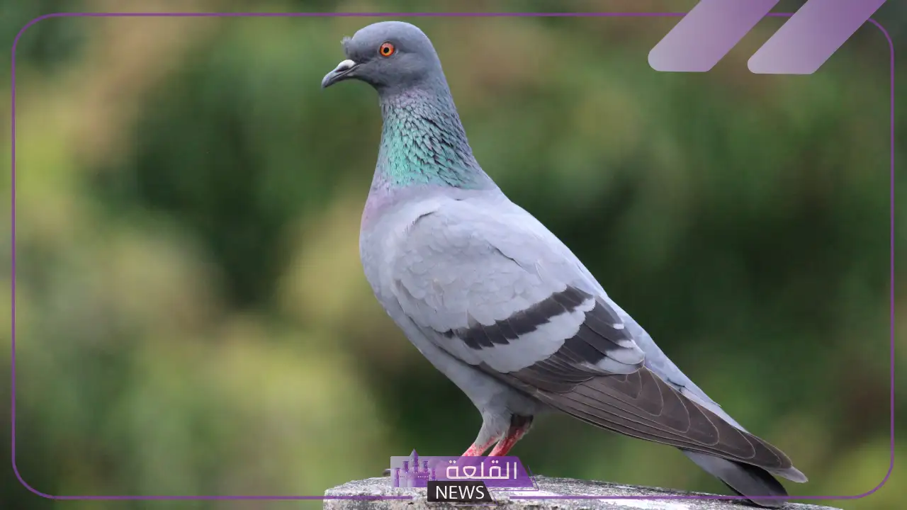 صوت الحمام يسمى: لماذا يصدر الحمام صوتا؟