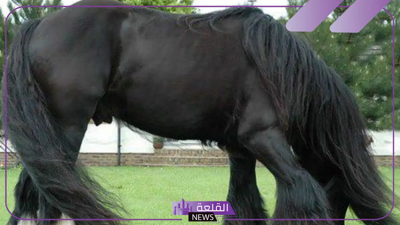 ما هي خيول الأعوجية وأين توجد؟ 5 وزن الخيول الأعوجية