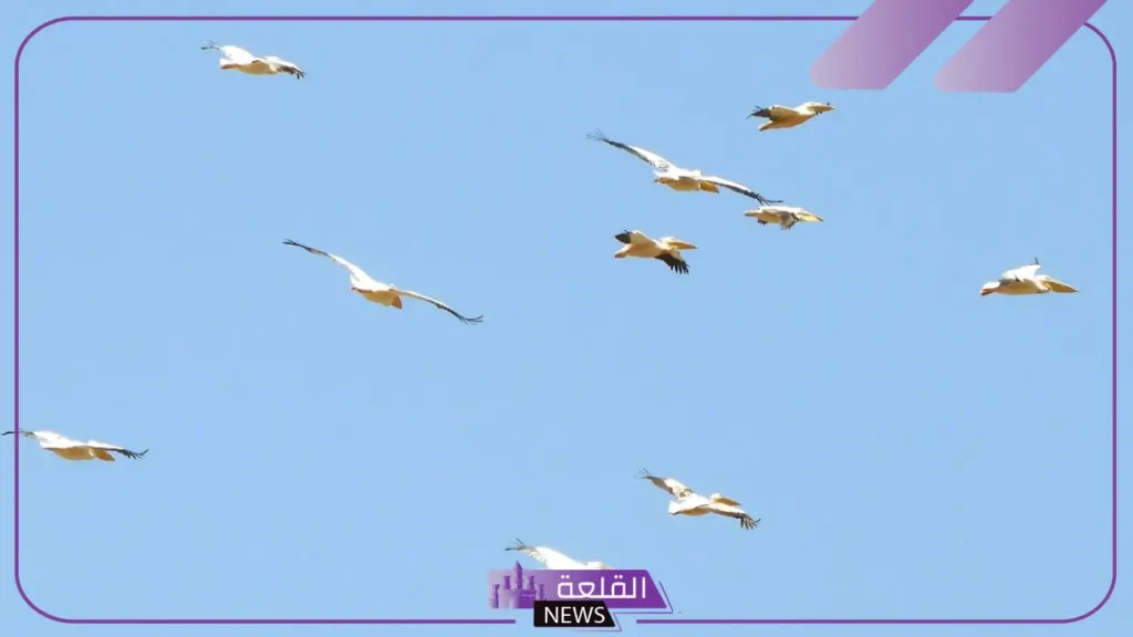 انواع الطيور الكبيره وخصائصها.. أثقل الطيور في العالم 6 الخصائص المشتركة بين الطيور الكبيرة