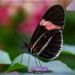 معلومات عن الفراشات وعن دورة حياتها.. كيف تتكاثر الفراشات؟