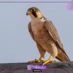 ما هو اسم انثى الصقر؟ خصائص أنثى الصقر