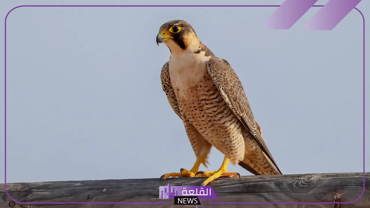 ما هو اسم انثى الصقر؟ خصائص أنثى الصقر