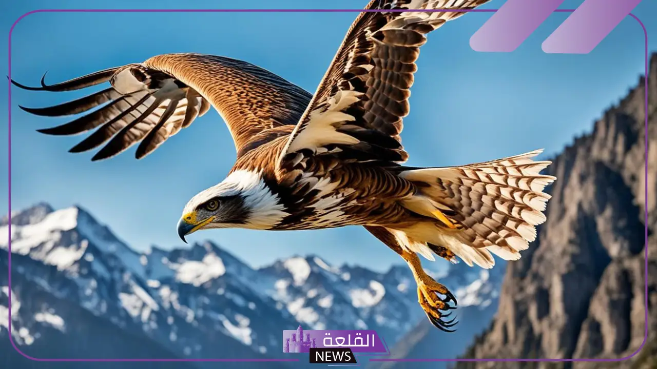 ما هو اسم انثى الصقر؟ خصائص أنثى الصقر 5 اسم انثى الصقر والنمر