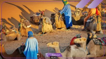 اصل قبيلة بنو سليم