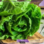 تفسير حلم اكل الخس في المنام للرجل والمرأة المطلقة والعزباء لابن سيرين
