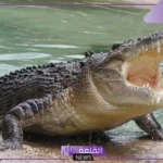 تفسير التمساح في المنام للرجل والمرأة لكبار المفسرين
