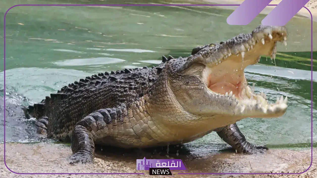 تفسير التمساح في المنام للرجل والمرأة لكبار المفسرين 10 تفسير التمساح في المنام للرجل والمرأة لكبار المفسرين