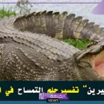 رؤية التماسيح في المنام للعزباء والمتزوجة لابن سيرين