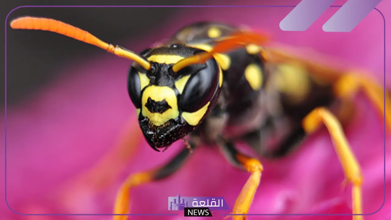 تفسير حلم الدبور يلاحقني في المنام للمرأة المتزوجة والعزباء 5 تفسير حلم الدبور يلاحقني للعزباء