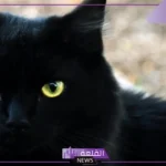 تفسير حلم رؤية القط الاسود في المنام والخوف منه للمتزوجة والعزباء