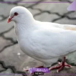 تفسير رؤية الحمام الابيض في المنام للرجل والمرأة في السماء