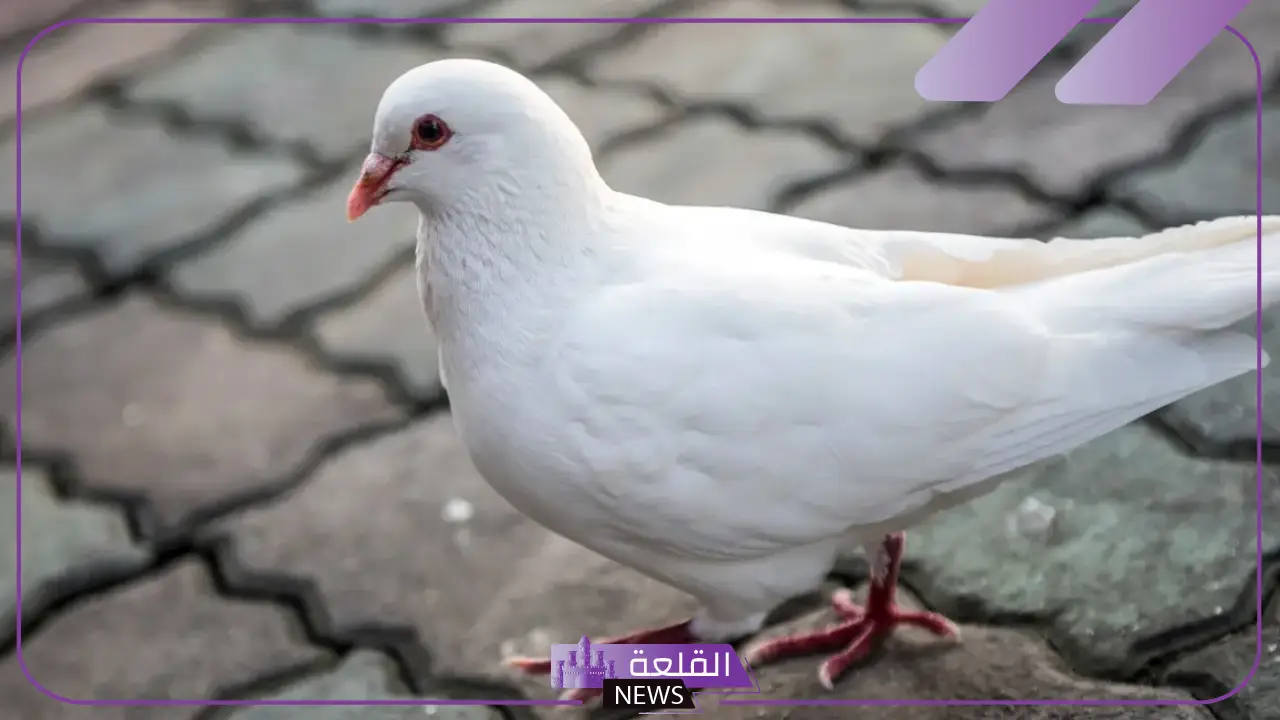 تفسير رؤية الحمام الابيض في المنام للرجل والمرأة في السماء