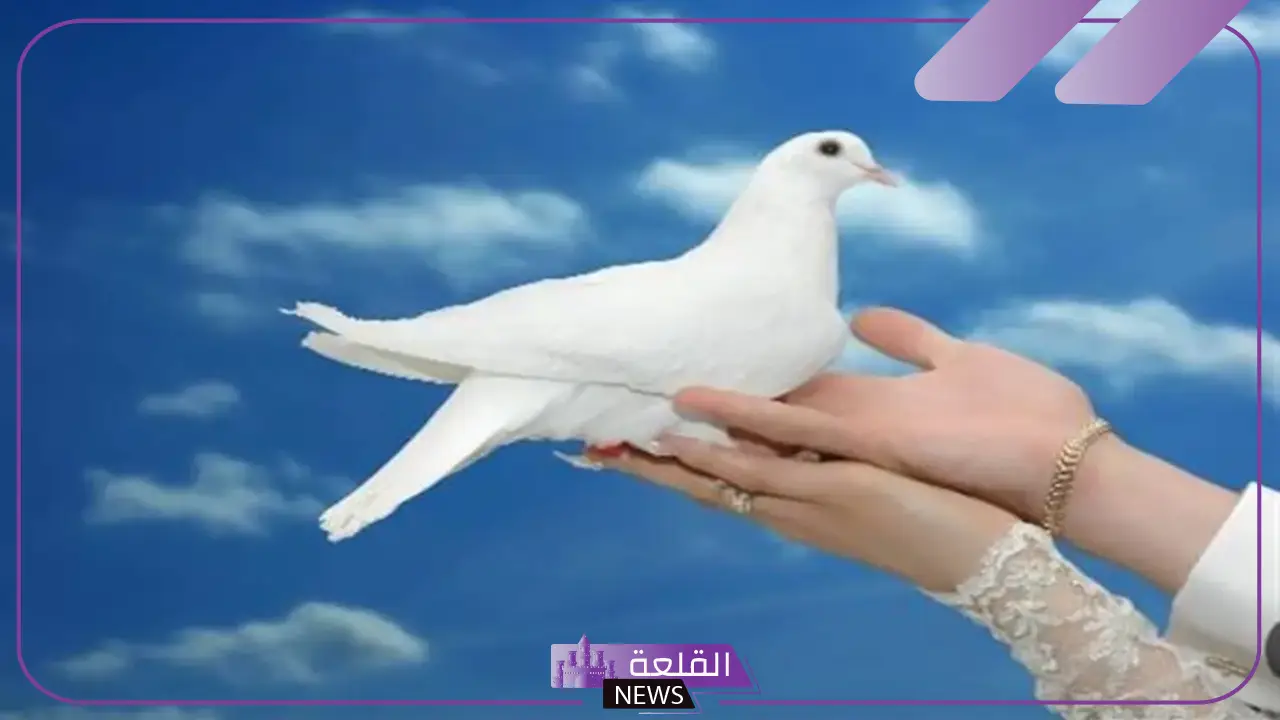 تفسير رؤية الحمام الابيض في المنام للرجل والمرأة في السماء 5 رمز الحمام الابيض في المنام