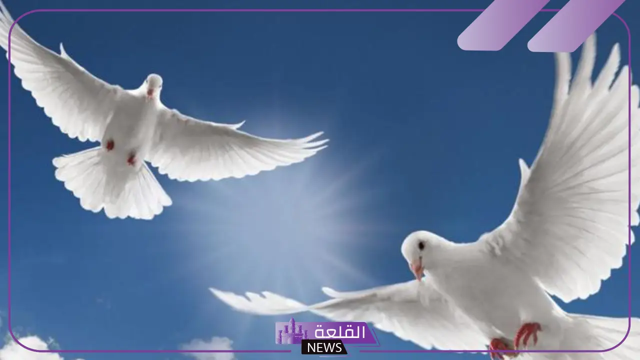 تفسير حلم رؤية الحمام في المنام للمتزوجة والعزباء لابن سيرين 5 رؤية الحمام في المنام للمتزوجة