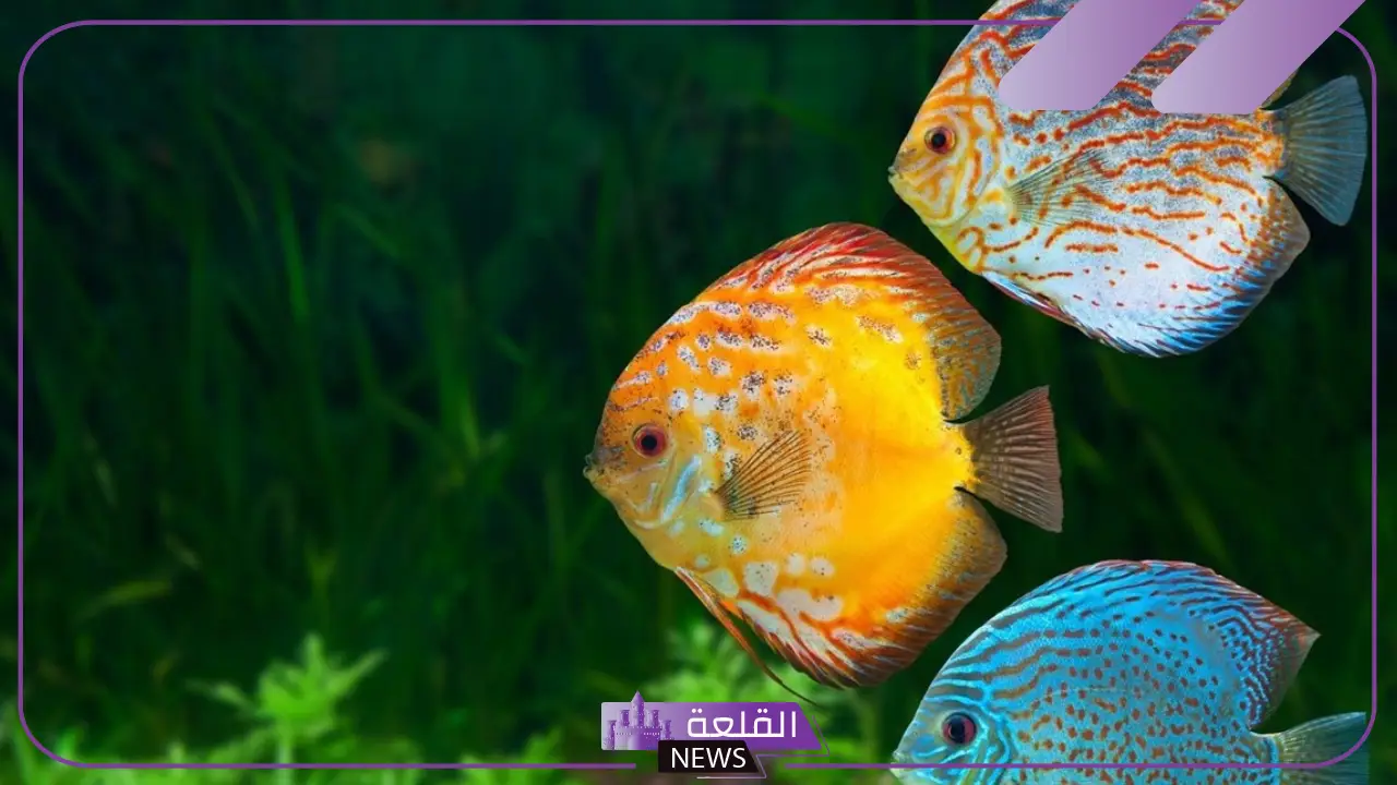 ما هي وظيفة الخط الجانبي في الاسماك؟ مكونات الخط الجانبي 5 فوائد الخط الجانبي بالأسماك