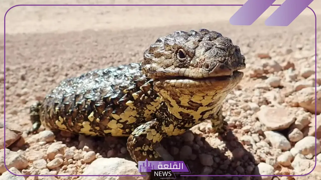 من هم ذوات الدم البارد والحار؟ هل الإنسان من ذوات الدم البارد أم الحار 5 الفرق بين ذوات الدم البارد والحار