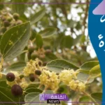 تفسير حلم السدر في المنام للمتزوجة والعزباء والرجل لابن سيرين