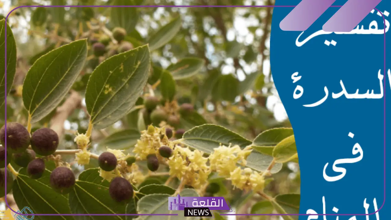 تفسير حلم السدر في المنام للمتزوجة والعزباء والرجل لابن سيرين
